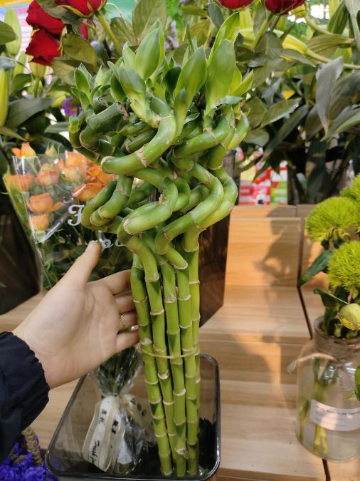 转运竹5根（拼团） 商品图0