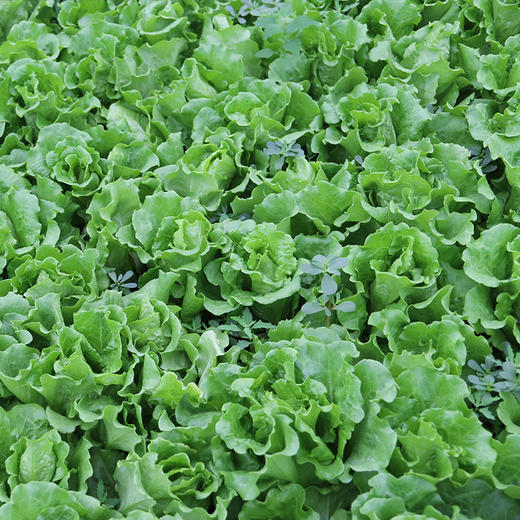 每日现摘  农家叶生菜  清爽香脆  水份饱满  鲜嫩微甜  直立生菜  300g 商品图2