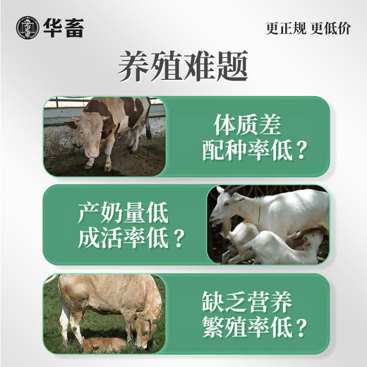 【整吨更优惠】华畜4%种牛羊预混料饲料20kg 提高配种率缩短空怀期 商品图2