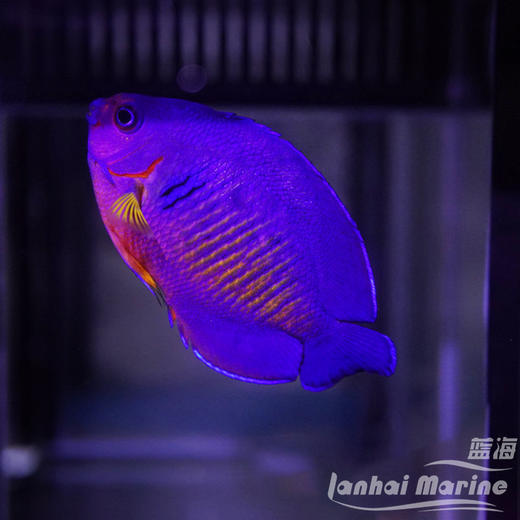 宿务蓝闪电 商品图1