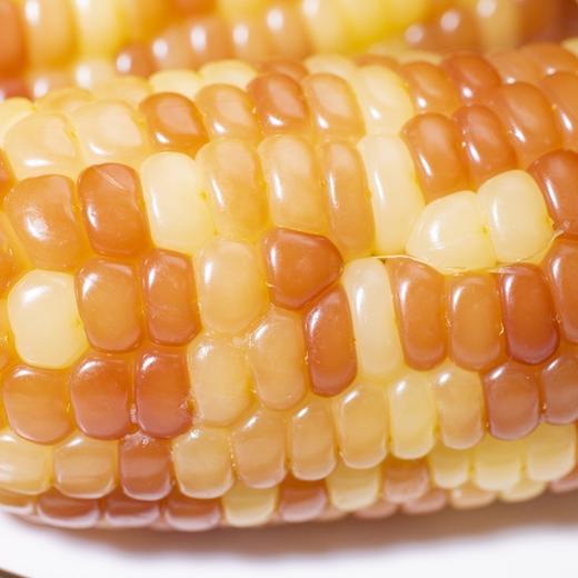 云南西双版纳香糯小玉米  4斤 （真空袋保鲜发货） 商品图1