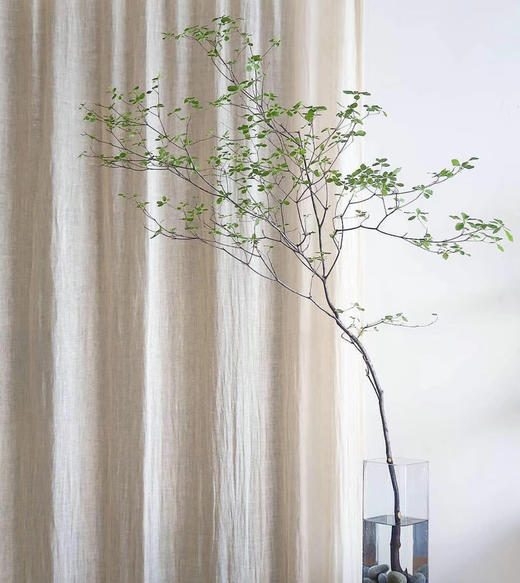 【隐形的美】进口吊钟 精选/单枝 1.2米（叶子较娇嫩易损耗，叶子不在售后范围内，介意慎拍） 商品图8