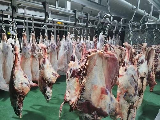 青海清真草膘羊整只  （35+/-0.5）斤/只 真空冷链包邮  商品图0