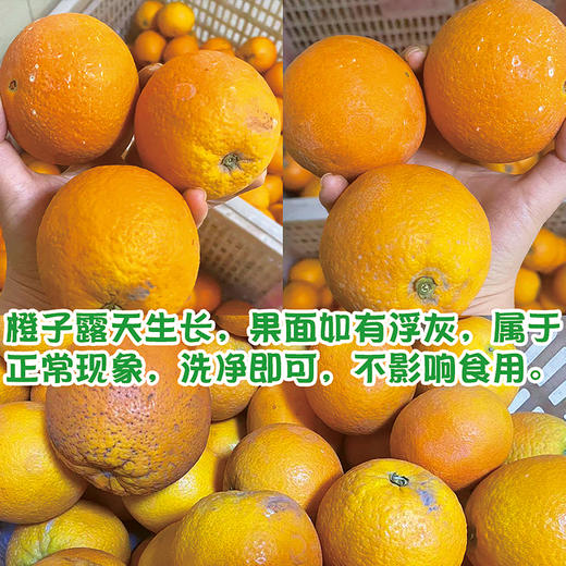 『秭归伦晚脐橙』柔嫩化渣帝王橙 商品图3
