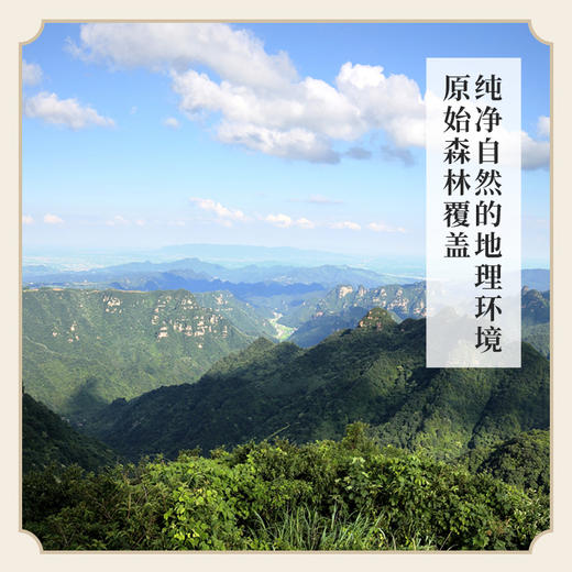 万物本草小勺子土蜂蜜小包装纯正天然独立包装便携袋装柑桔花/洋槐花便携蜜 商品图7