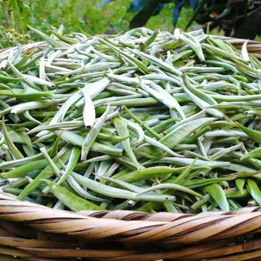 【古树银针】云南古树白茶全芽头临沧核心产区一年仅采一次  357克/饼 商品图7