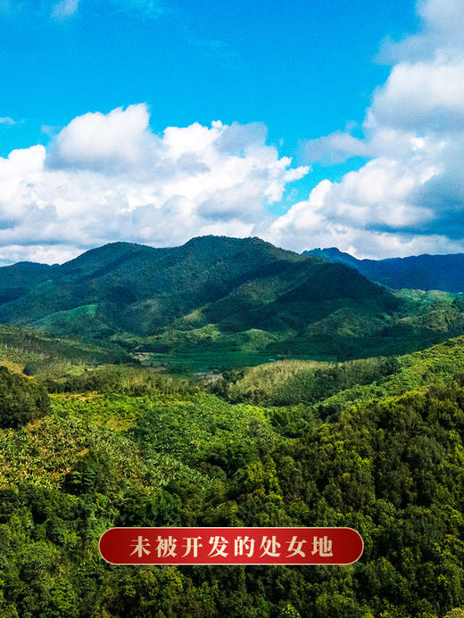 【天门山】2023年头春头采高杆古树茶边境旁口感直逼薄荷塘357克/饼拍5发6拍20发25 商品图2