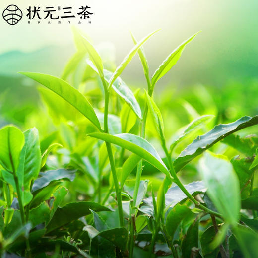 【状元三茶】798型2023年新茶预售安吉白茶明前茶特级茶礼120g 商品图2