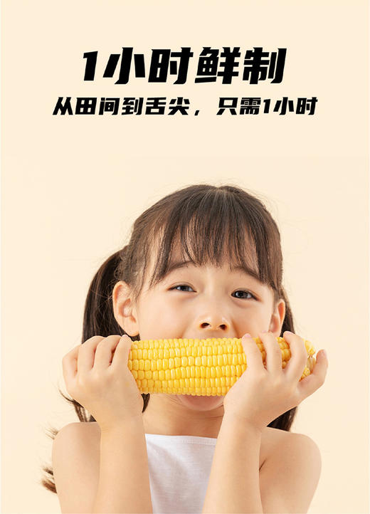 加农炮甜糯玉米 12只新鲜黄糯玉米 真空包装 即食代餐 东北田里糯玉米 商品图2