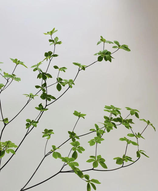 【隐形的美】进口吊钟 精选/单枝 1.2米（叶子较娇嫩易损耗，叶子不在售后范围内，介意慎拍） 商品图10