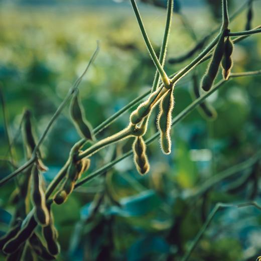 【包邮】【有机黑豆】 甄选有机可发芽  颗粒饱满圆润 皮薄沙糯肉厚 口感清甜 340g/包 商品图3