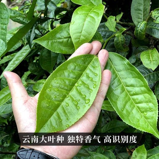 【古树银针】云南古树白茶全芽头临沧核心产区一年仅采一次  357克/饼 商品图8