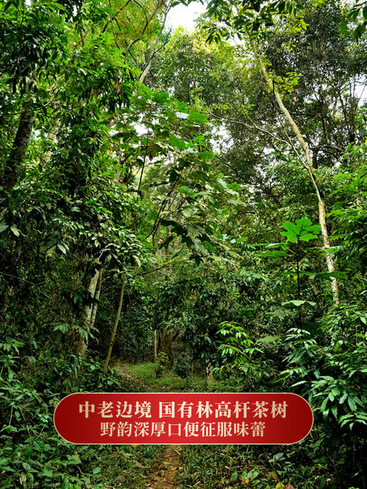 【天门山】2023年头春头采高杆古树茶边境旁口感直逼薄荷塘357克/饼拍5发6拍20发25 商品图1
