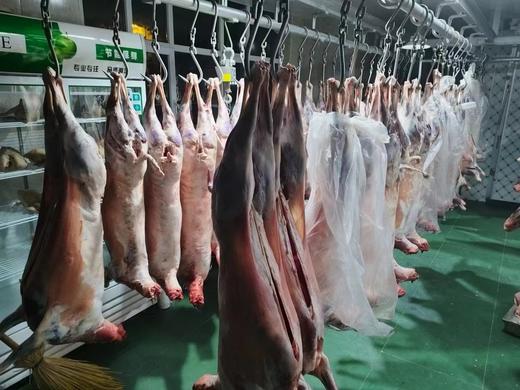 青海清真草膘羊整只  （35+/-0.5）斤/只 真空冷链包邮  商品图1