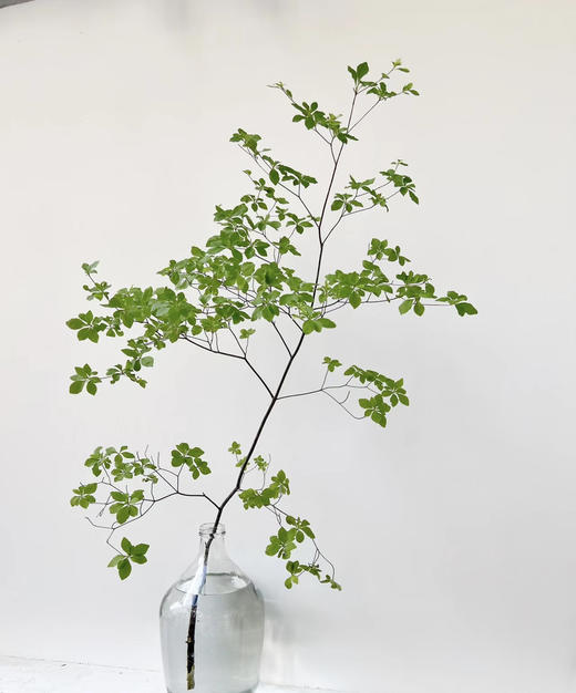 【隐形的美】进口吊钟 精选/单枝 1.2米（叶子较娇嫩易损耗，叶子不在售后范围内，介意慎拍） 商品图2