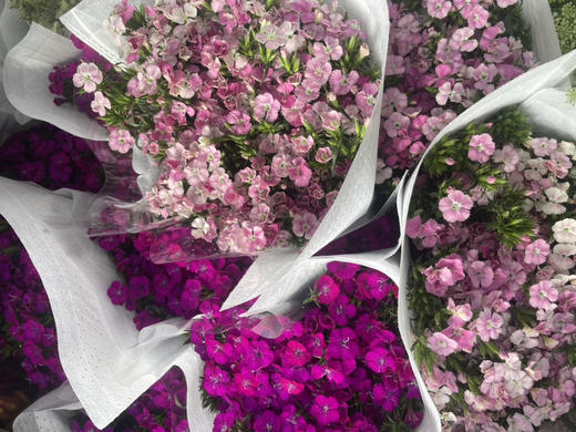 【长相思兮长相忆】相思梅（美女樱）多色可选  若干枝/扎 商品图7