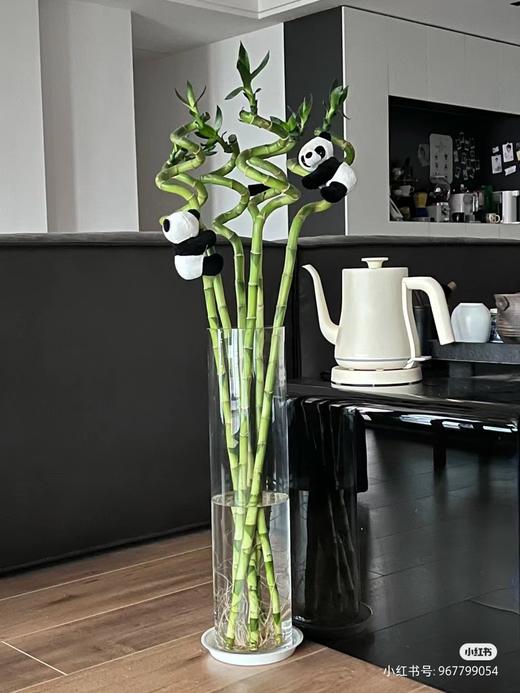 转运竹5根（拼团） 商品图1