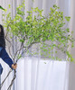【隐形的美】进口吊钟 精选/单枝 1.2米（叶子较娇嫩易损耗，叶子不在售后范围内，介意慎拍） 商品缩略图4