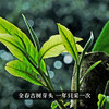 【古树银针】云南古树白茶全芽头临沧核心产区一年仅采一次  357克/饼 商品缩略图5