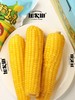 加农炮甜糯玉米 12只新鲜黄糯玉米 真空包装 即食代餐 东北田里糯玉米 商品缩略图0
