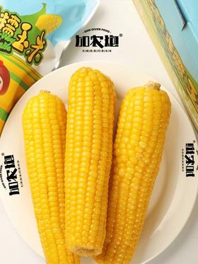 加农炮甜糯玉米 12只新鲜黄糯玉米 真空包装 即食代餐 东北田里糯玉米