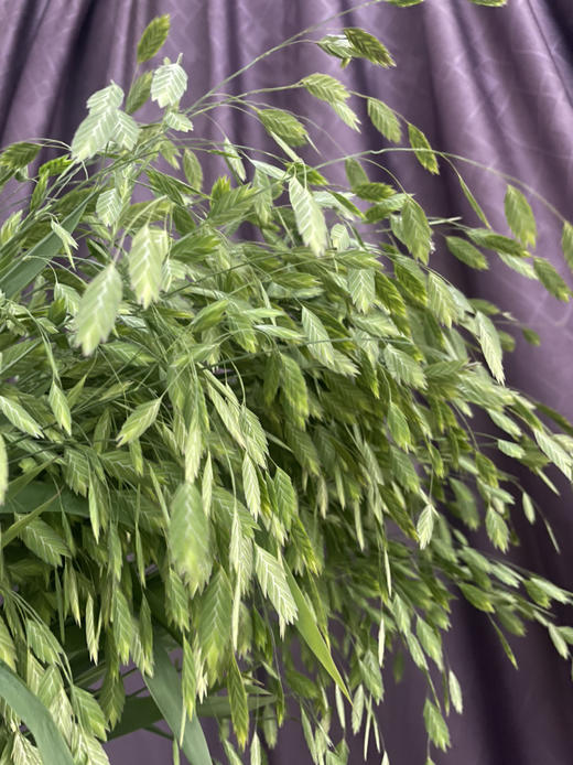 【对你充满期待】小盼草 绿色  若干枝/扎 商品图8