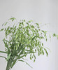 【对你充满期待】小盼草 绿色  若干枝/扎 商品缩略图1