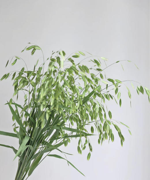 【对你充满期待】小盼草 绿色  若干枝/扎 商品图1