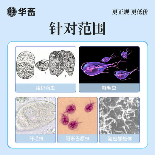 华畜20%地美硝唑 国标兽药 抗原虫药 毛滴虫回肠炎 厌氧菌密螺旋体痢疾拌料用 商品图2