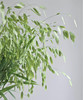 【对你充满期待】小盼草 绿色  若干枝/扎 商品缩略图3
