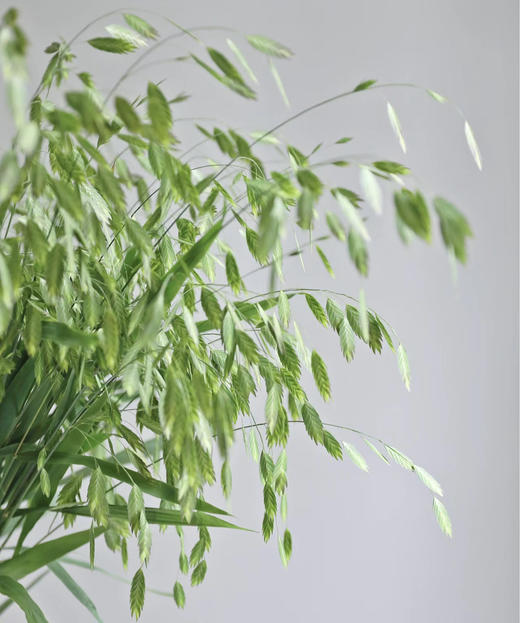 【对你充满期待】小盼草 绿色  若干枝/扎 商品图3