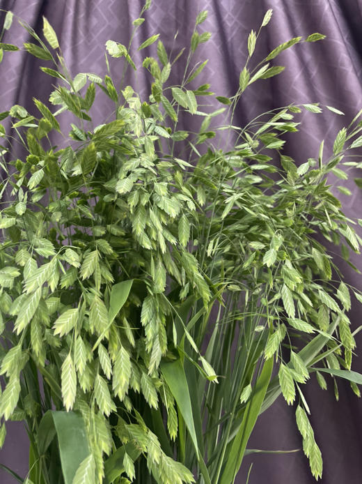 【对你充满期待】小盼草 绿色  若干枝/扎 商品图7