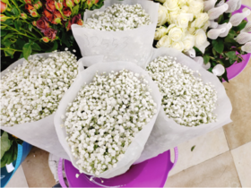 满天星一捆（拼团）