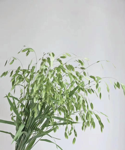 【对你充满期待】小盼草 绿色  若干枝/扎 商品图2