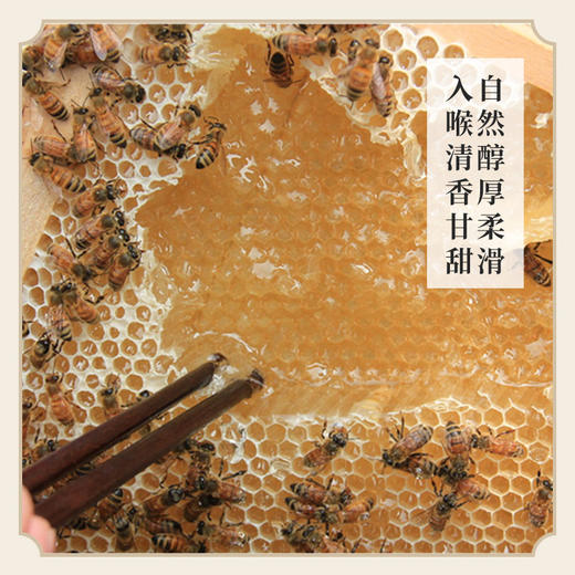 万物本草小勺子土蜂蜜小包装纯正天然独立包装便携袋装柑桔花/洋槐花便携蜜 商品图6