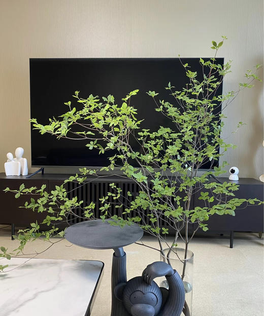 【隐形的美】进口吊钟 精选/单枝 1.2米（叶子较娇嫩易损耗，叶子不在售后范围内，介意慎拍） 商品图6