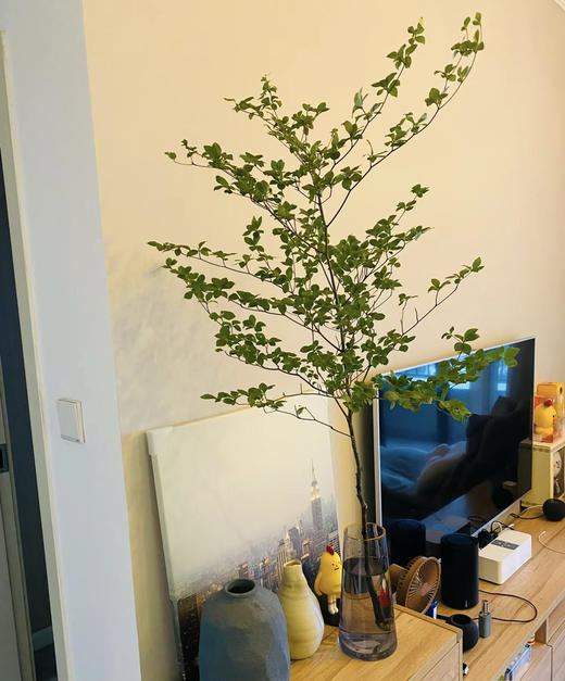 【隐形的美】进口吊钟 精选/单枝 1.2米（叶子较娇嫩易损耗，叶子不在售后范围内，介意慎拍） 商品图5