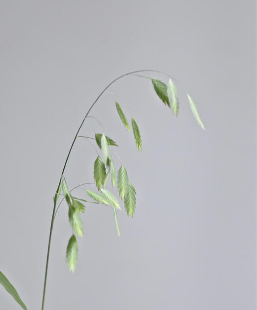 【对你充满期待】小盼草 绿色  若干枝/扎 商品图5