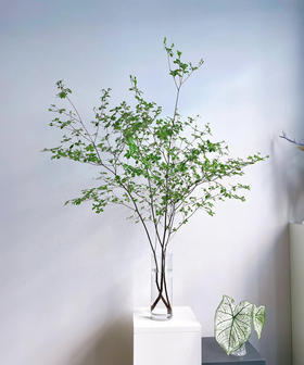 【隐形的美】进口吊钟 精选/单枝 1.2米（叶子较娇嫩易损耗，叶子不在售后范围内，介意慎拍）