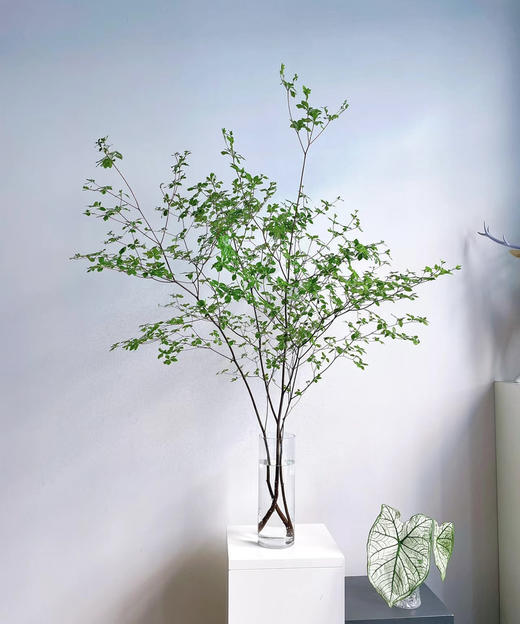 【隐形的美】进口吊钟 精选/单枝 1.2米（叶子较娇嫩易损耗，叶子不在售后范围内，介意慎拍） 商品图0