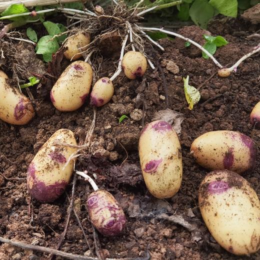 【新土豆】2023年郧阳区新鲜黄心土豆美人眼5斤 商品图3