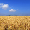 香畴原麦胚芽宽/细面条500g 自然农法自种小麦 0盐 拒绝添加剂 商品缩略图7