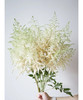 【清新淡雅】国产~落新妇 白色 9-10枝/扎 商品缩略图3