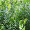 农家豌豆尖  生态种植  每日现摘  新鲜脆嫩  豆香浓郁  200g 商品缩略图4
