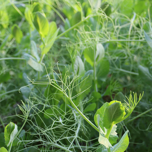 农家豌豆尖  生态种植  每日现摘  新鲜脆嫩  豆香浓郁  200g 商品图4