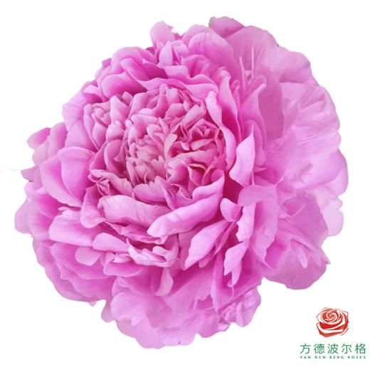 山东芍药 伽玛 5枝一扎 商品图2