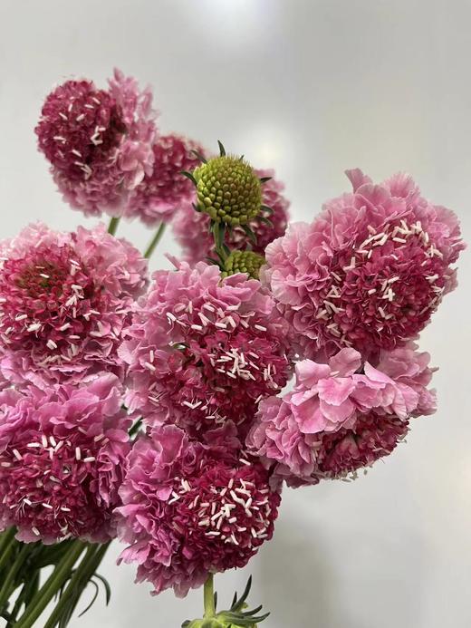 【草莓琥珀】 松虫草  多色可选 商品图10