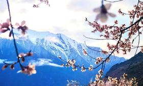  “要不，我陪你去西藏看桃花吧” 