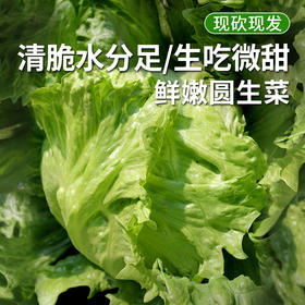 每日现摘  生菜  农家圆生菜  球生菜  脆嫩清甜  新鲜蔬菜  400g