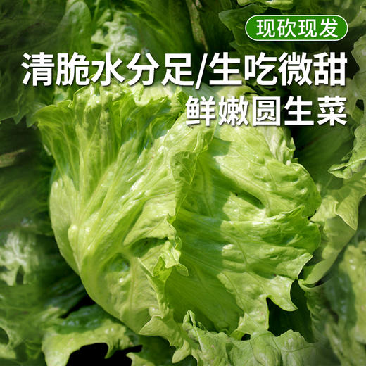 每日现摘  生菜  农家圆生菜  球生菜  脆嫩清甜  新鲜蔬菜  400g 商品图0